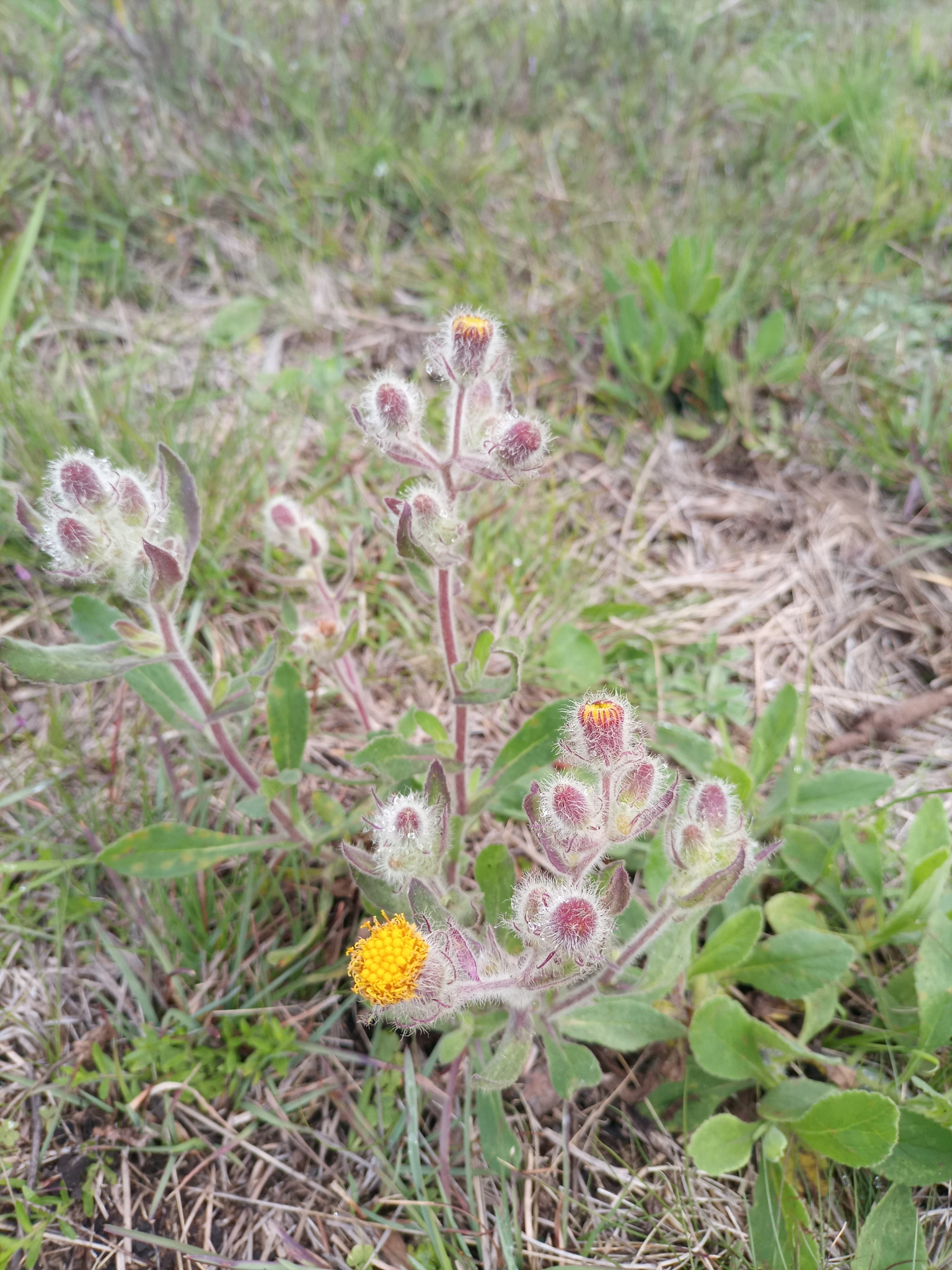 Senecio conyzifolius