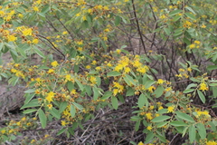 Grewia bicolor image