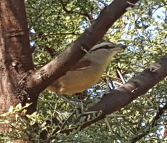 Tchagra australis australis