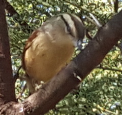 Tchagra australis australis