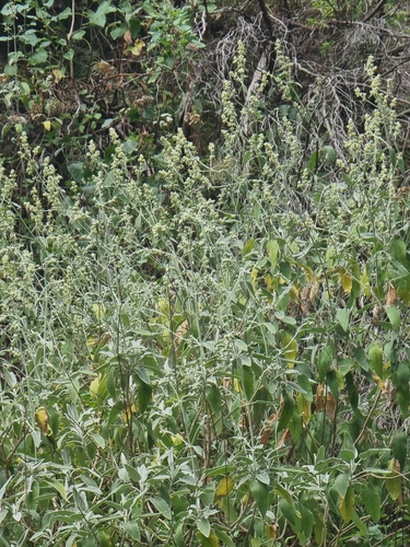 Image of Sideritis candicans by (c) Vítor Jorge, some rights reserved (CC BY)