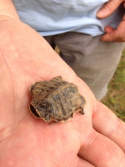 Chrysemys picta picta