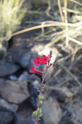 Penstemon superbus, photograph 3