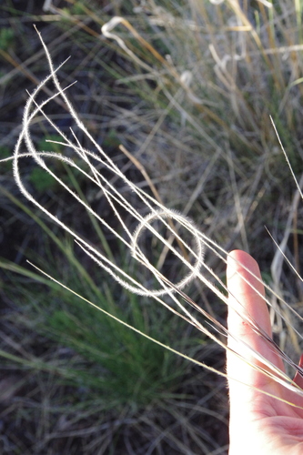 Image of Hesperostipa neomexicana by (c) Eric Knight, some rights reserved (CC BY)