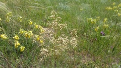 Trinia hispida