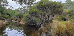 Melaleuca brevifolia