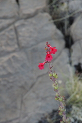 (c) Eric Knight, some rights reserved (CC BY) Penstemon superbus, photograph (c) Eric Knight, some rights reserved (CC BY)