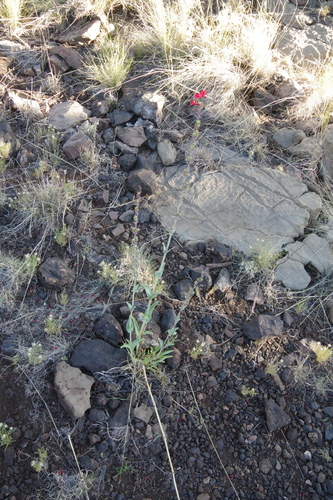 Penstemon superbus, photograph 4