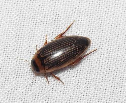 Lancetes lanceolatus