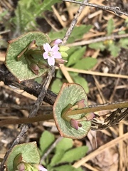 Claytonia rubra