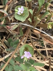 Claytonia rubra