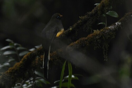Ward's Trogon (Harpactes wardi)