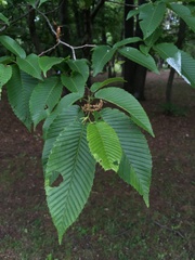 Carpinus japonica
