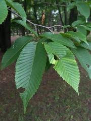 Carpinus japonica