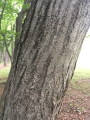 Carpinus japonica