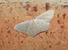 Scopula perlata
