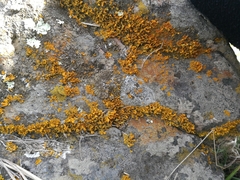 Teloschistes velifer