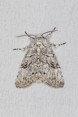Charadra dispulsa