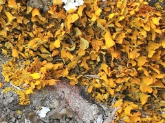 Teloschistes velifer