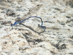 Argia munda