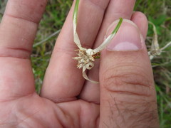 Rhynchospora floridensis