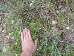 Rhynchospora floridensis