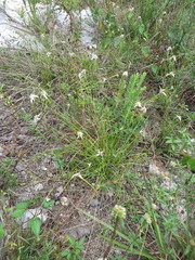 Rhynchospora floridensis