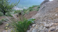 Stipa lithophila