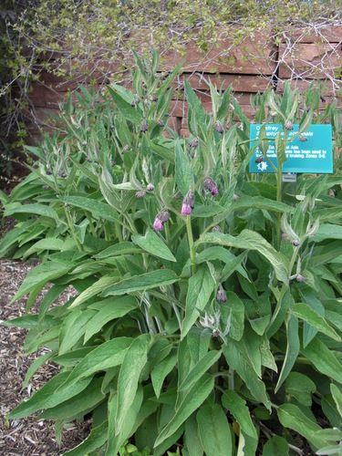 Vaistinė taukė nuotrauka