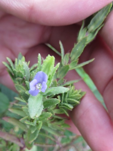 Image of Stemodia maritima by (c) Ben Machado, some rights reserved (CC BY)
