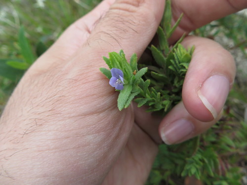 Image of Stemodia maritima by (c) Ben Machado, some rights reserved (CC BY)