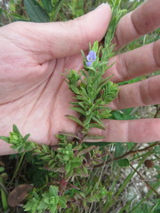 Stemodia maritima