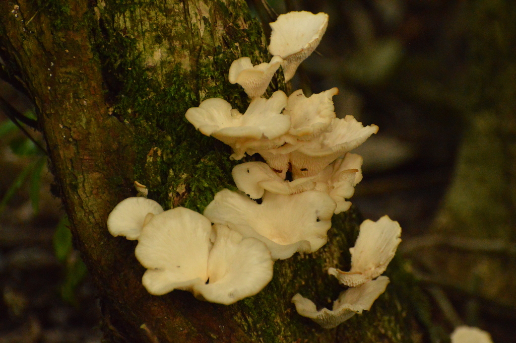 Favolus brasiliensis · July 2018 · photo: © andreaargentinat (iNaturalist, cc-by)