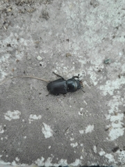 Dorcus parallelipipedus