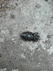 Dorcus parallelipipedus