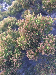 Erica tristis