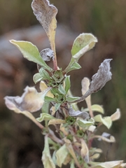 Hesperevax sparsiflora