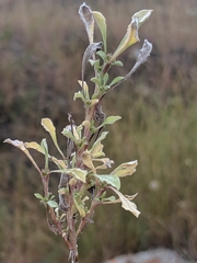 Hesperevax sparsiflora