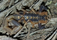 Uroplectes triangulifer