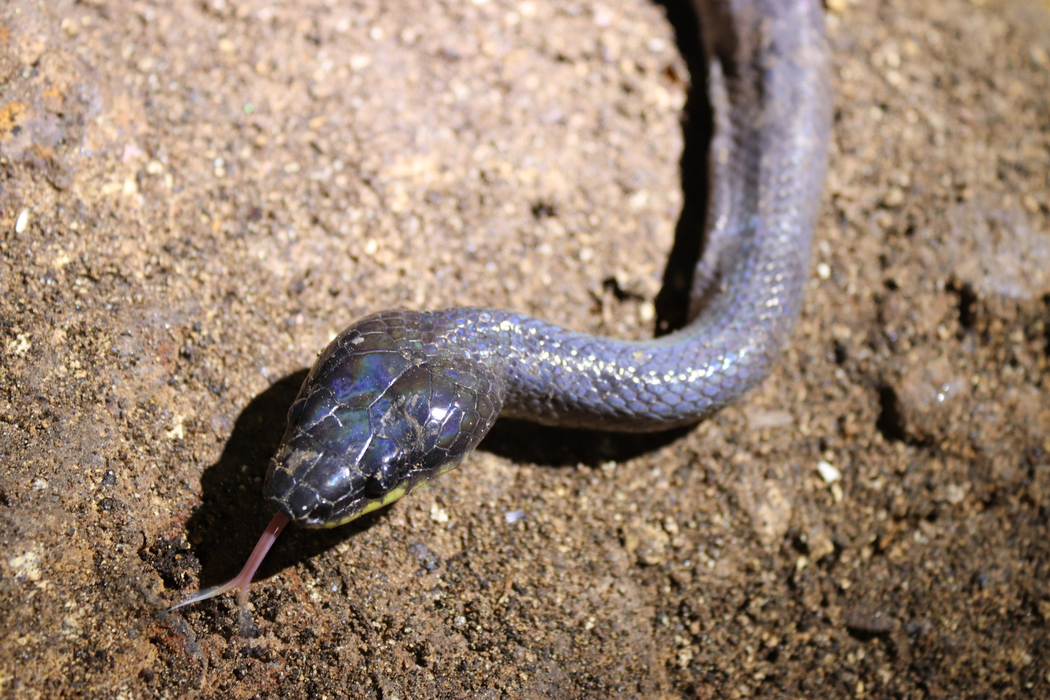 Muller's Wolf Snake photo 2