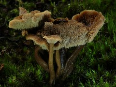 Auriscalpium umbella