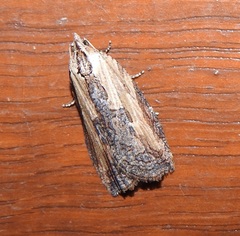 Cryptoptila crypsilopha