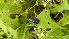 Phelotrupes auratus