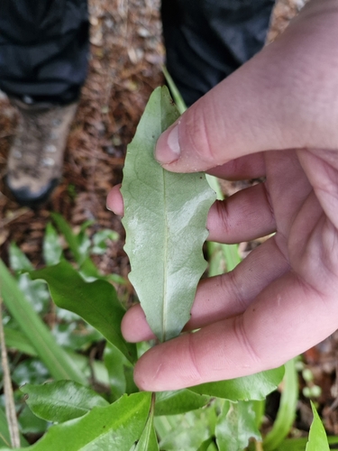Image of Alseuosmia quercifolia by (c) Irisa Hudson, some rights reserved (CC BY)