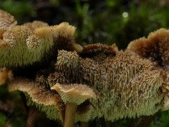 Auriscalpium umbella