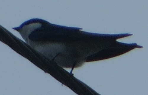 Bahama Swallow (Tachycineta cyaneoviridis), photo 3