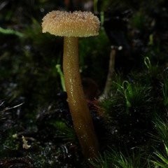 Auriscalpium umbella