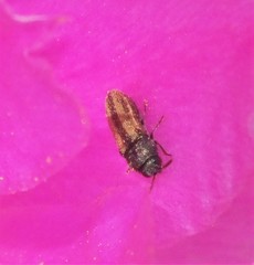 Acmaeodera quadrivittatoides