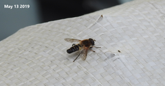 Helophilus eristaloidea