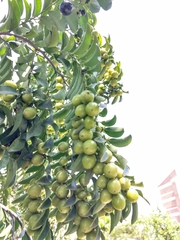 Diospyros kotoensis